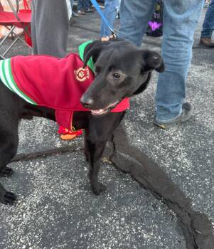 Rescue Black Labrador Retriever Dogs for Adoption in Owensboro, Kentucky - Charlie | PetCurious