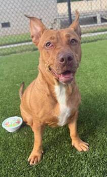 Rescue Mixed Breed Dogs for Adoption in Chesapeake, Virginia - Satina | PetCurious