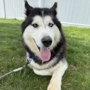 Husky and Alaskan Malamute Dogs Available for Adoption in Patchogue, New York - Stormy | PetCurious