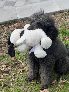 Poodle Dogs Available for Adoption in Groveland, Massachusetts - Bessie | PetCurious