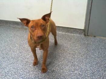 Mixed Breed Dogs Available for Adoption - CRISP | PetCurious