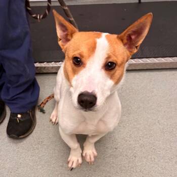 Jax -  Jack Russell Terrier and Mixed Breed Dog for Adoption in Portland, Oregon - Jax | PetCurious