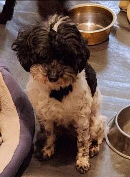 Nova -  Poodle Dog for Adoption in Thompson Falls, Montana - Nova | PetCurious