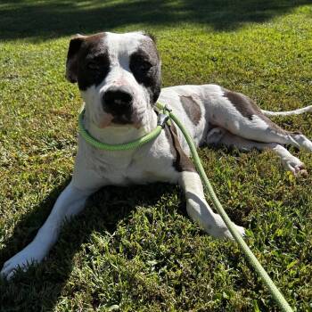 Buster -  Mixed Breed Dog for Adoption in Greenville, South Carolina - Buster | PetCurious