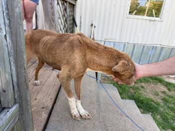Heidi Wilson -  Terrier and Mixed Breed Dog for Adoption in Erin, Tennessee - Heidi Wilson | PetCurious
