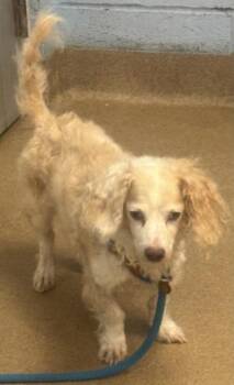Sashimi -  Mixed Breed Dog for Adoption in Chamblee, Georgia - Sashimi | PetCurious