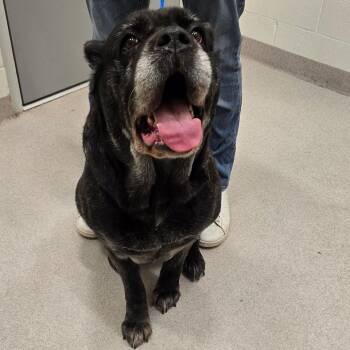 Mastiff Dogs Available for Adoption - 26-96 Phoebe | PetCurious