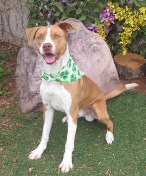 Hound and Siberian Husky Dogs Available for Adoption - PUP CUP | PetCurious