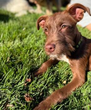 Ajay -  Terrier Dog for Adoption in Mount Bethel, Pennsylvania - Ajay | PetCurious