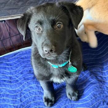 Mixed Breed Dogs Available for Adoption in Buffalo, Minnesota - Pita | PetCurious