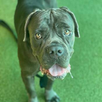 Corn Queso -  Cane Corso Dog for Adoption in Lakeland, Florida - Corn Queso | PetCurious
