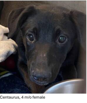 Centaurus -  Black Labrador Retriever and Shepherd Dog for Adoption in Oswego, Illinois - Centaurus | PetCurious