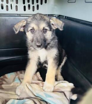German Shepherd Dog Dogs Available for Adoption in Valley Park, Oklahoma - Hildi | PetCurious
