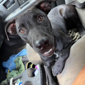 Hazel -  Black Labrador Retriever Dog for Adoption in Sequatchie, Tennessee - Hazel | PetCurious