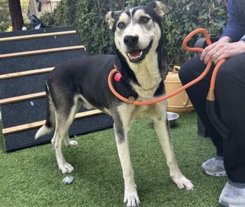 Siberian Husky and German Shepherd Dog Dogs Available for Adoption in San Jose, California - JOE | PetCurious