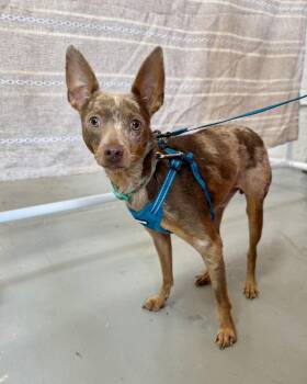 Happy Together -  Chihuahua Dog for Adoption in New York, New York - Happy Together | PetCurious