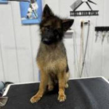 Fin (26-387) -  German Shepherd Dog Dog for Adoption in New Ringgold, Pennsylvania - Fin (26-387) | PetCurious