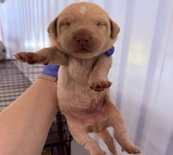 Rescue Wheaten Terrier and Mixed Breed Dogs for Adoption - Rocket | PetCurious