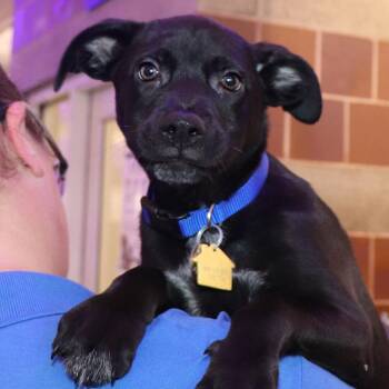 Stetson -  Mixed Breed Dog for Adoption in Port Washington, New York - Stetson | PetCurious
