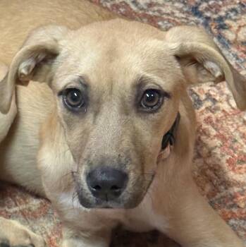 Cinna -  Labrador Retriever and Shepherd Dog for Adoption in Cumming, Georgia - Cinna | PetCurious