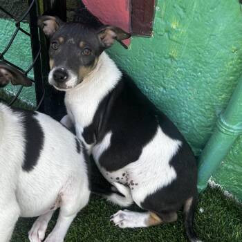 Jack Russell Terrier Dogs Available for Adoption in Jupiter, Florida - Sonny | PetCurious