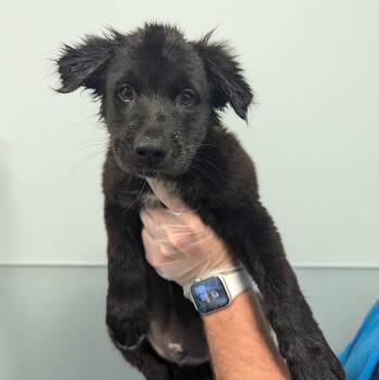 Ace -  Labrador Retriever Dog for Adoption in New Castle, Delaware - Ace | PetCurious