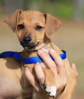 Chihuahua Dogs Available for Adoption in North Fort Myers, Florida - Badger | PetCurious