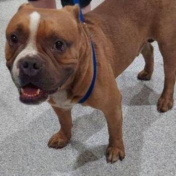 Meatball -  Pit Bull Terrier and English Bulldog Dog for Adoption in Lake Havasu City, Arizona - Meatball | PetCurious