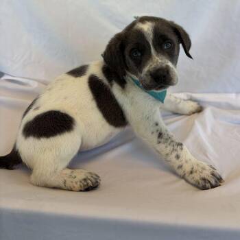 Winifred -  Mixed Breed Dog for Adoption in Canal Winchester, Ohio - Winifred | PetCurious