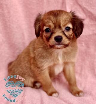 Sassy Litter -  Chiweenie Dog Available for Adoption in Inglewood, California - Sassy Litter | PetCurious