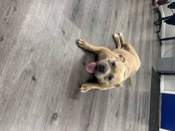 Rescue Bull Terrier Dogs for Adoption in Trenton, New Jersey - Lawanza | PetCurious