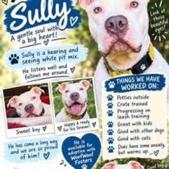 Sully -  Pit Bull Terrier Dog for Adoption in Sweetwater, Tennessee - Sully | PetCurious