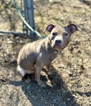 Mixed Breed Dogs Available for Adoption - Carmen | PetCurious