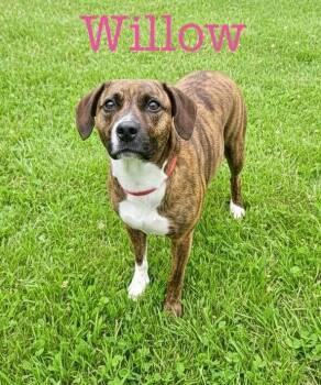 Mixed Breed Dogs Available for Adoption in Semmes, Alabama - Willow | PetCurious