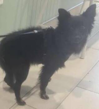 Rescue Chihuahua Dogs for Adoption in Annapolis, Maryland - Bobby (with Rocky) | PetCurious