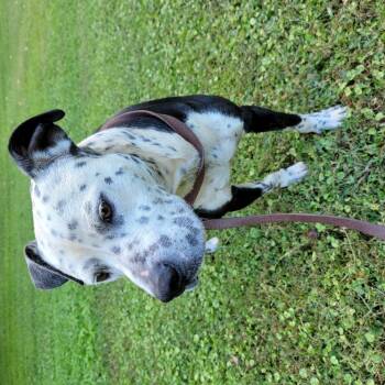 Rescue American Staffordshire Terrier and Dalmatian Dogs for Adoption in Mountain City, Tennessee - Diesel | PetCurious
