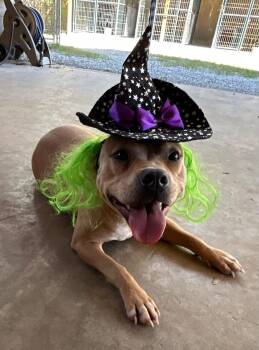 Rescue American Bully Dogs for Adoption in Darien, Georgia - Gracie May | PetCurious