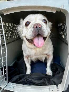 Margot -  French Bulldog Dog for Adoption in Mission Viejo, California - Margot | PetCurious