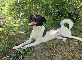 Ribsy -  Fox Terrier Dog for Adoption in Hastings, Minnesota - Ribsy | PetCurious