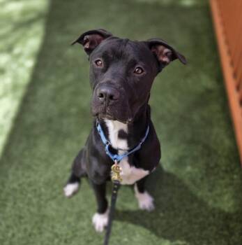Pit Bull Terrier Dogs Available for Adoption in Las Vegas, Nevada - ROOFUGESS | PetCurious