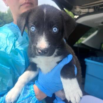 Allie -  Mixed Breed Dog for Adoption in Corinth, Mississippi - Allie | PetCurious