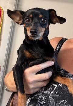 Chiweenie Dogs Available for Adoption in Tifton, Georgia - Emmy | PetCurious