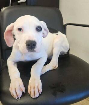 Pit Bull Terrier Dogs Available for Adoption in Sedalia, Colorado - Buster | PetCurious