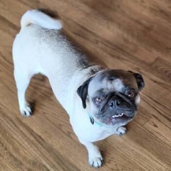 Juliette -  Pug Dog for Adoption in Boerne, Texas - Juliette | PetCurious