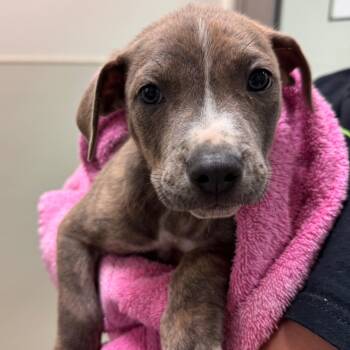 Corbin -  American Staffordshire Terrier Dog for Adoption in Lynchburg, Virginia - Corbin | PetCurious