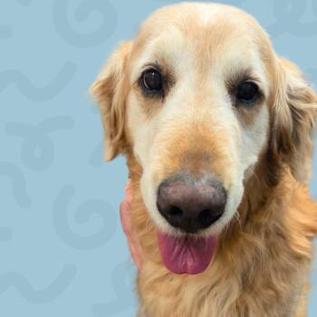 Cody -  Golden Retriever Dog Available for Adoption in Reno, Nevada - Cody | PetCurious