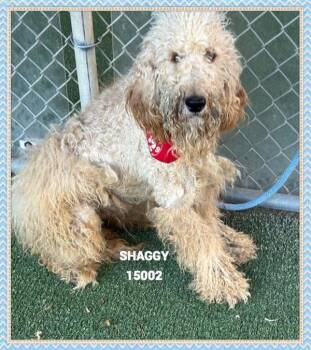 Rescue Poodle Dogs for Adoption in Marietta, Georgia - Shaggy(80) | PetCurious