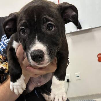 Sprite -  Mixed Breed Dog for Adoption in Franklin, Tennessee - Sprite | PetCurious
