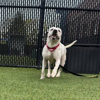 Mixed Breed Dogs Available for Adoption - Betty White | PetCurious
