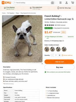 French Bulldog Dogs Available for Adoption in New Orleans, Louisiana - Temu | PetCurious